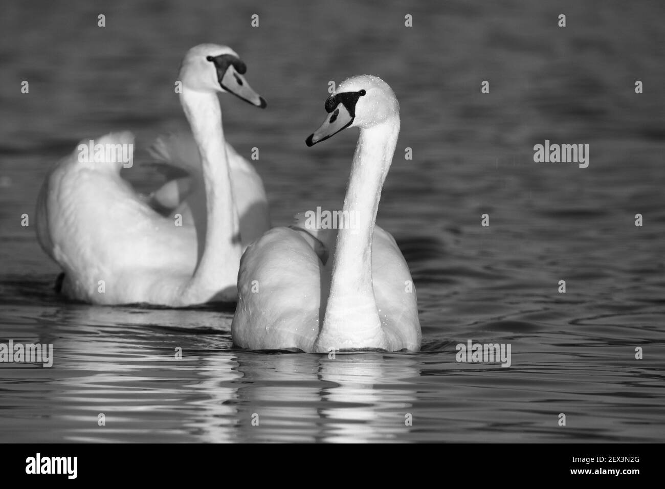 Mute swans on the lake, black and white photo Stock Photo