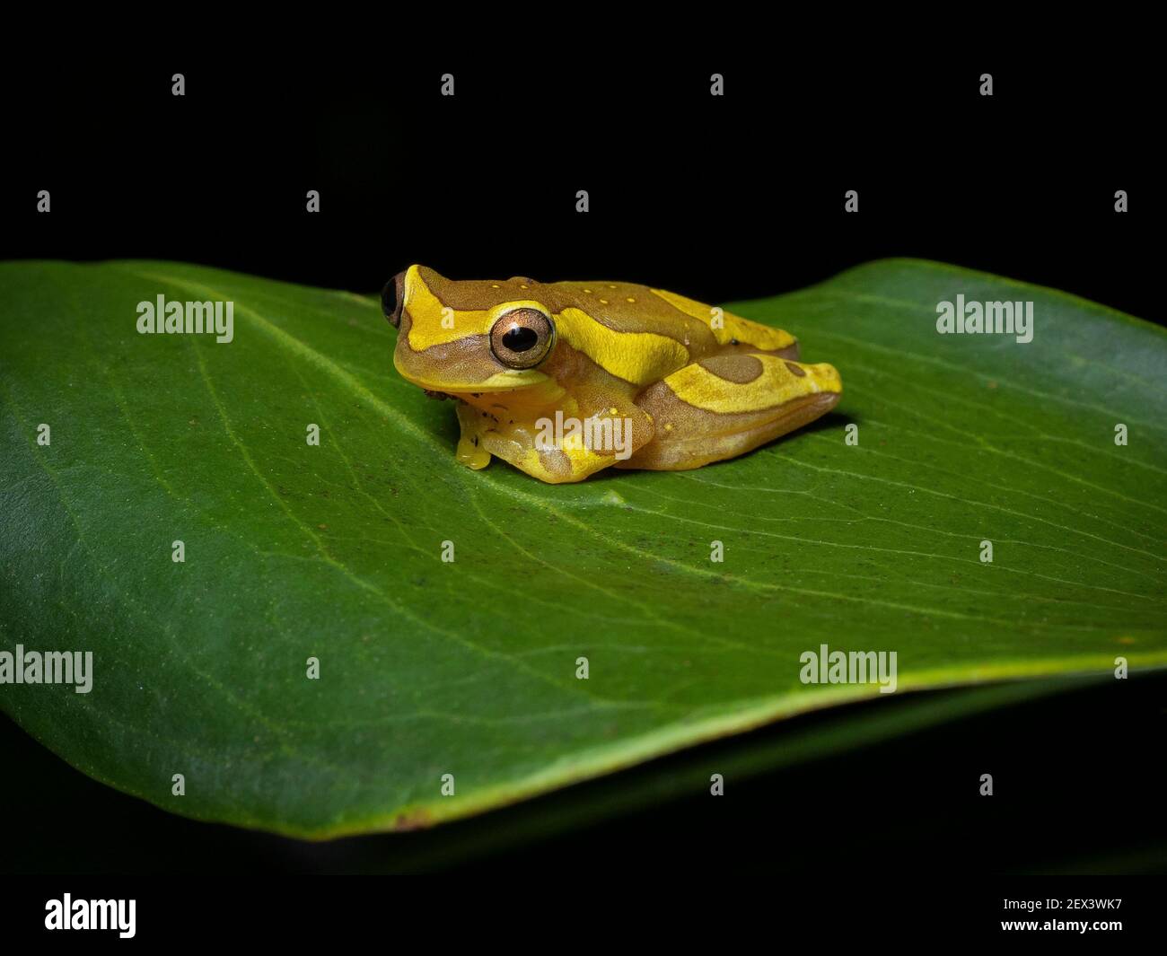 Hourglass Treefrog Dendropsophus Ebraccatus On A Leaf Central Panama   Hourglass Treefrog Dendropsophus Ebraccatus On A Leaf Central Panama November 2EX3WK7 