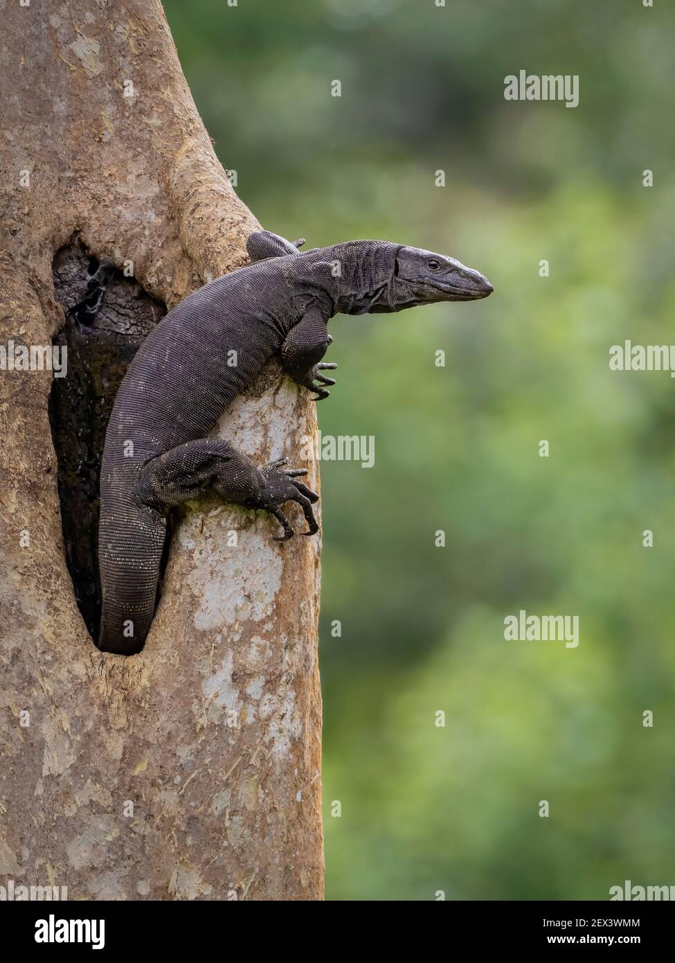 Bengal Monitor Lizard (Varanus bengalensis), on tree hole, Kabini