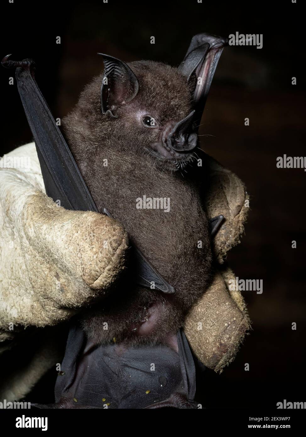 Lesser spear nosed bat hi-res stock photography and images - Alamy