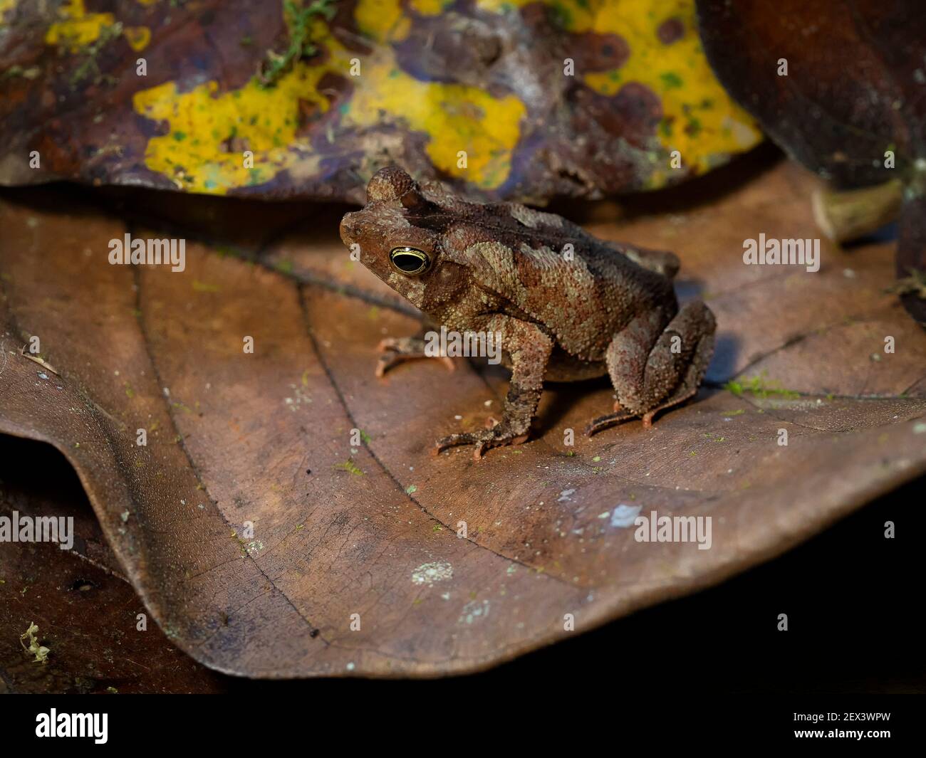 Leaflitter Toad (Rhinella alata), Darien, Panama Stock Photo