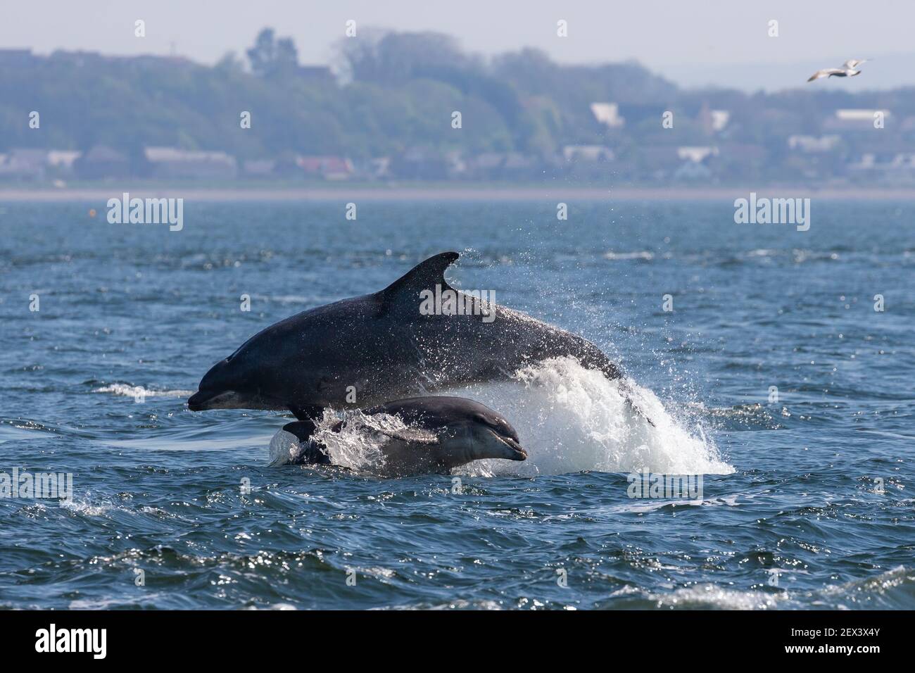 Bottlenose dolphins (Tursiops truncatus) breaching, Fortrose, Moray Firth, Scotland, UK Stock Photo