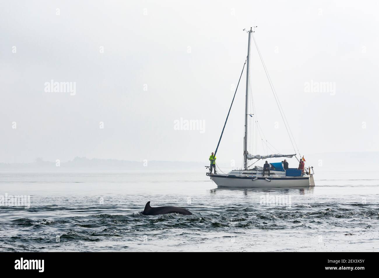 Bottlenose dolphin (Tursiops truncatus) breaching near boat, Fortrose, Moray Firth, Scotland, UK Stock Photo
