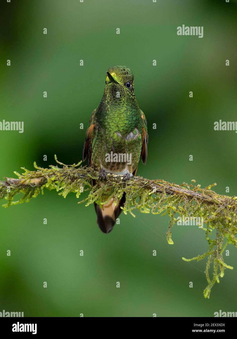 Bufftailed (Boissoneaua flavescens), Mindo, Ecuador Stock
