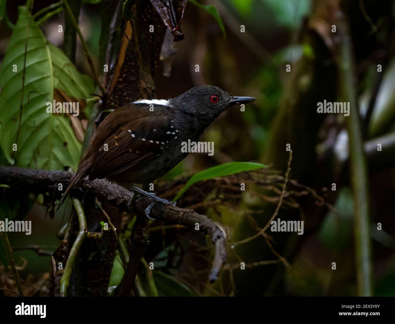 Dull-mantled Antbird (Myrmeciza laemosticta), Darien, Panama Stock Photo