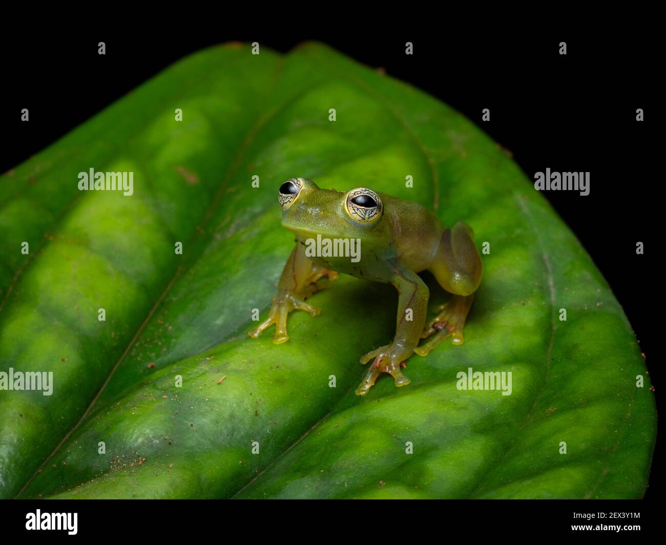 Glassfrog (Teratohyla spinosa), Darien, Panama Stock Photo