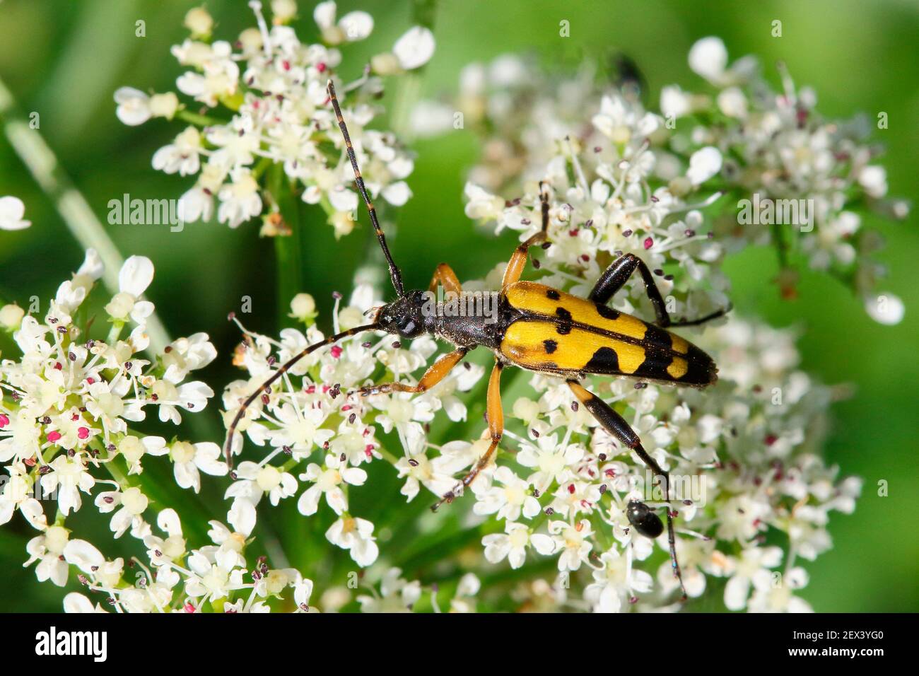 Long-horned beetle (Leptura maculata) gathering an umbellifer, summer, Finistere, France Stock Photo