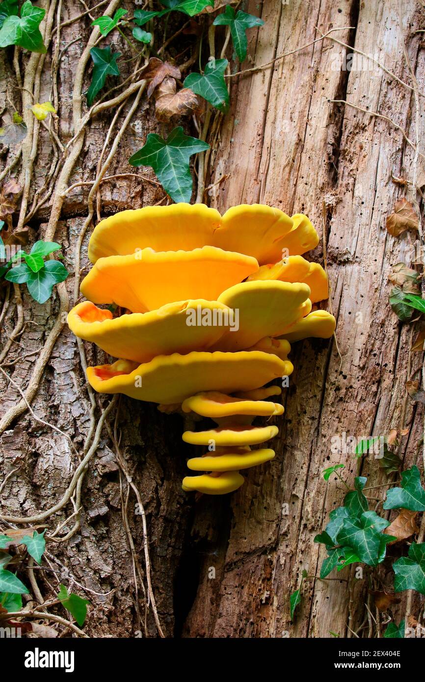 Chicken of the Woods (Laetiporus sulphureus) parasitizing the trunk of a chestnut tree, autumn, Finistere, France Stock Photo