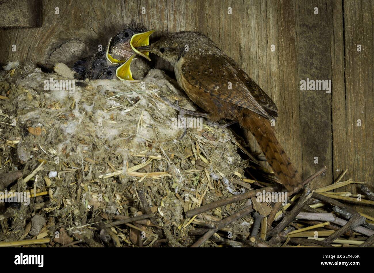 canyon wren (Catherpes mexicanus) feeding its chicks in the nest, USA Stock Photo