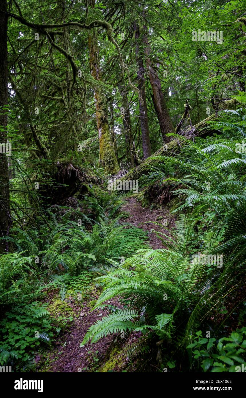 Trail through temperate forest, western slope, Cascade Mountains
