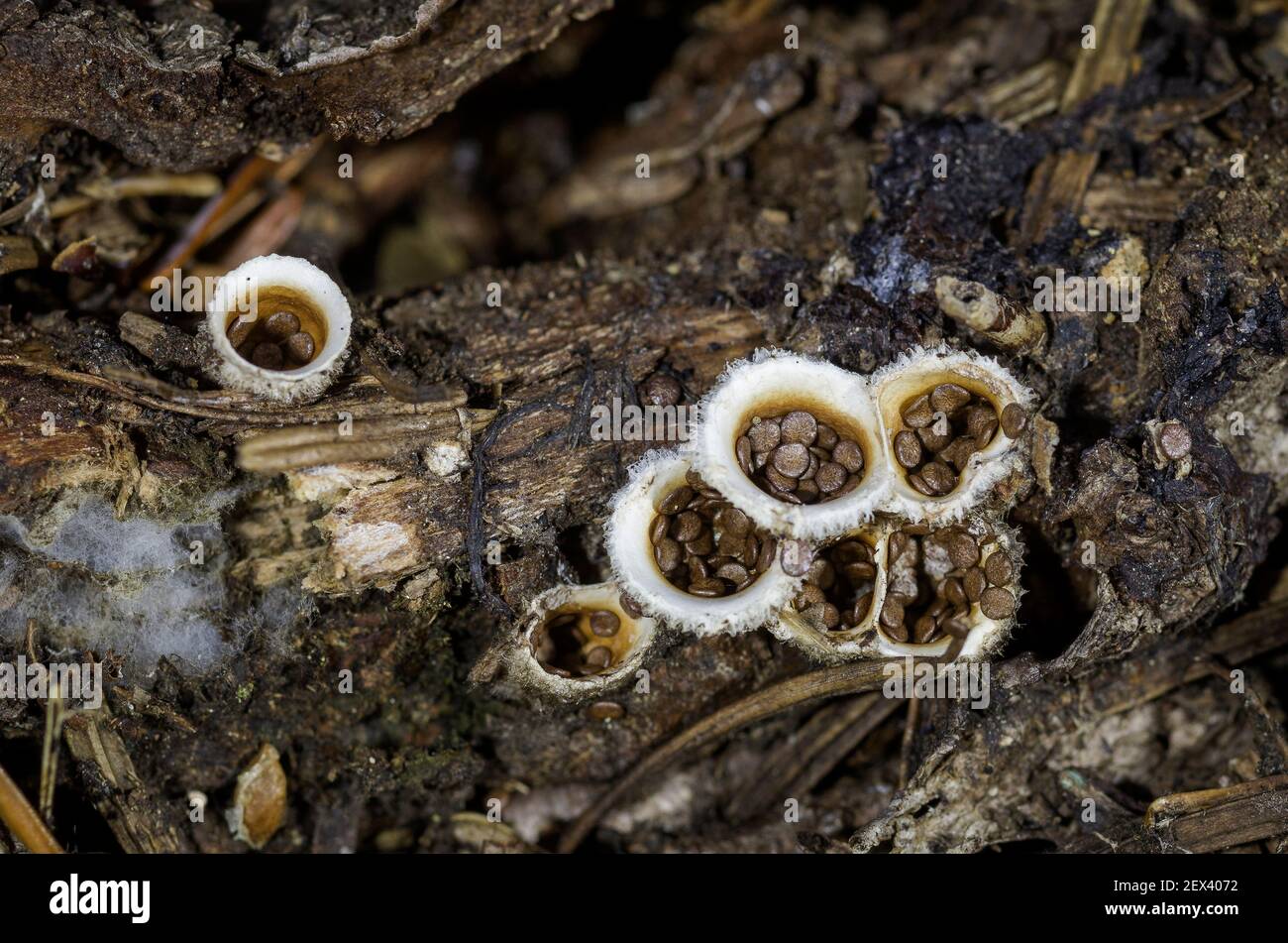 Common Bird's Nest Fungus (Crucibulum laeve), Linn County, Oregon. The spore packets (peridioles) are dispersed by rain drops splashing them out of th Stock Photo
