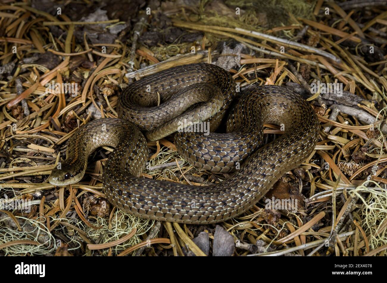 Oregon Aquatic Garter Snake (Thamnophis atratus atratus) clear lake, McKenzie River, Oregon. Stock Photo