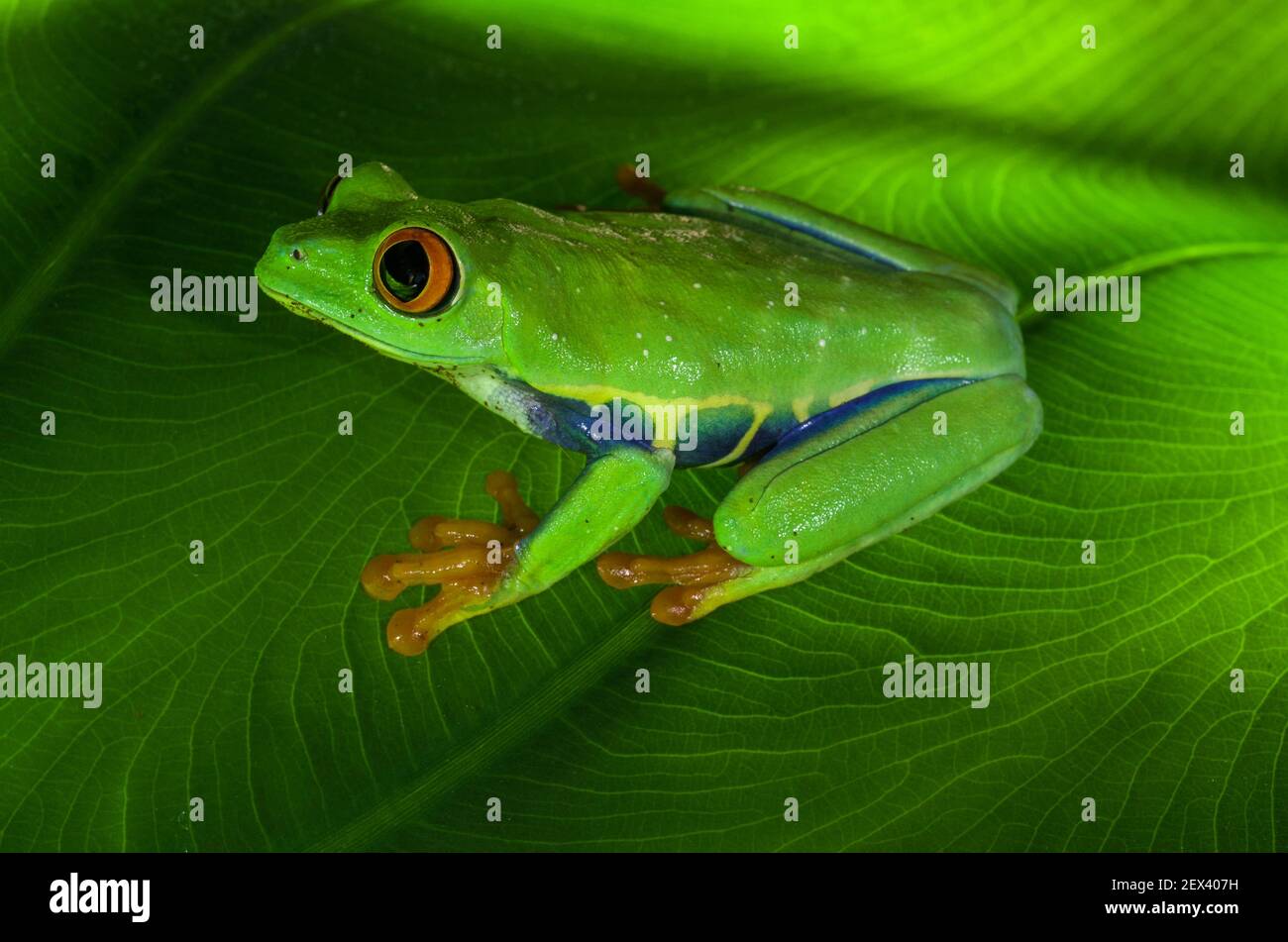 Red Eyed Tree Frog (Agalychnis callidryas) on a leaf, Costa Rica. Stock Photo