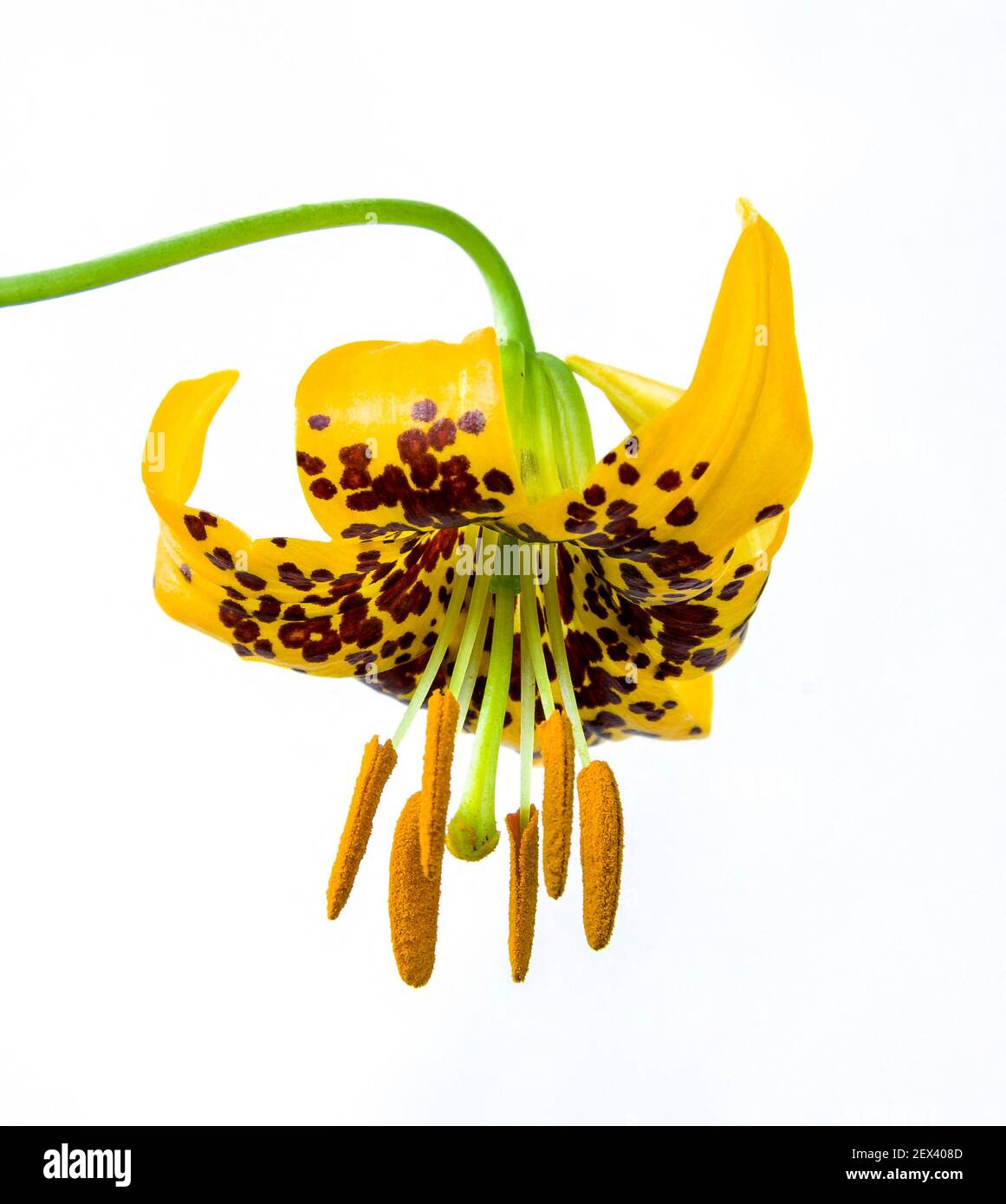 Columbia lily, also known as Tiger Lily, Lilium columbianum, Willamette