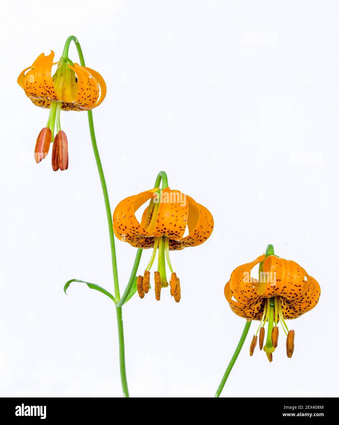 Columbia lily, also known as Tiger Lily, Lilium columbianum, Willamette