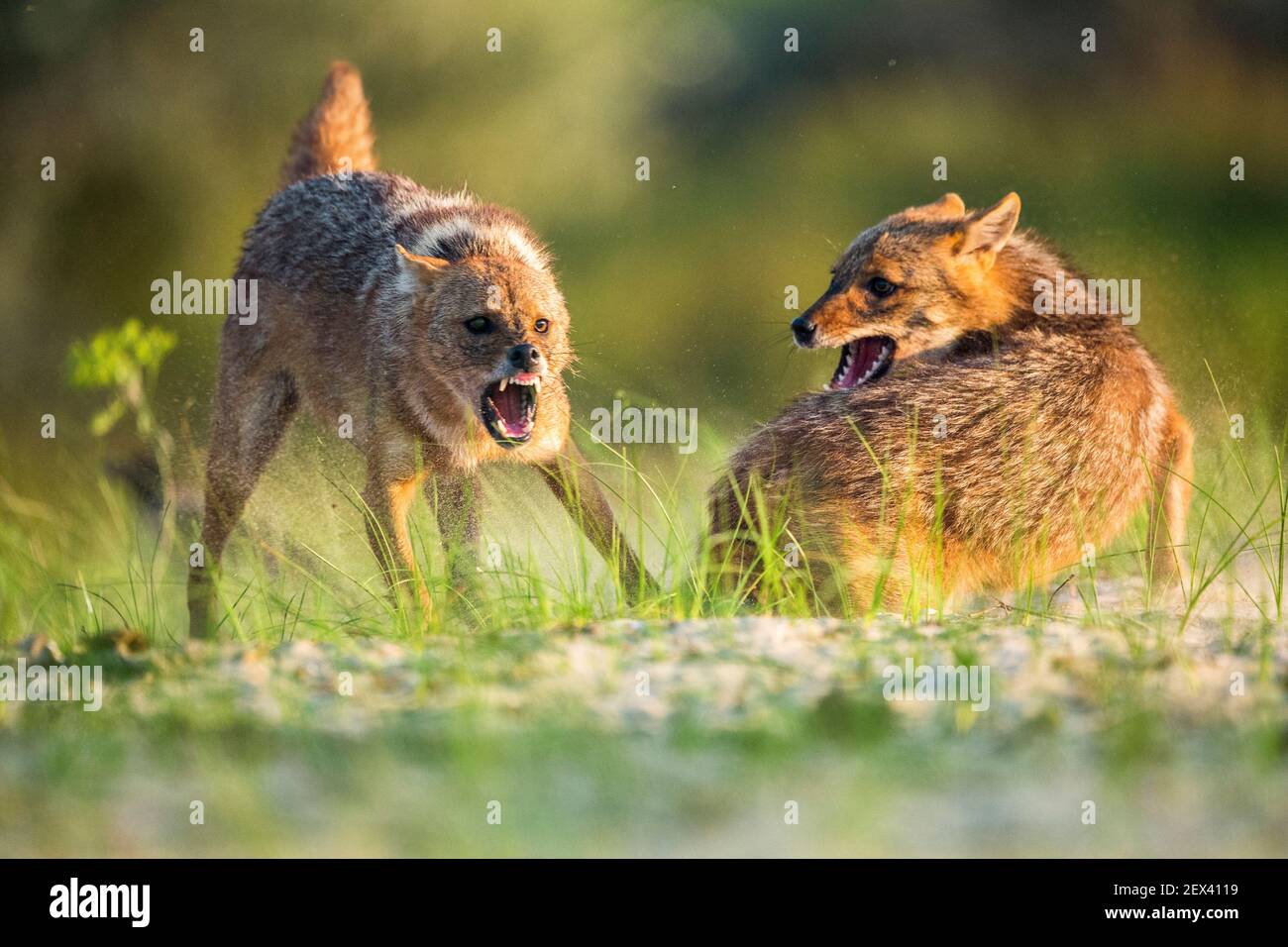 Eurasian golden jackal (Canis aureus moreoticus) fighting, Danube delta, Romania Stock Photo