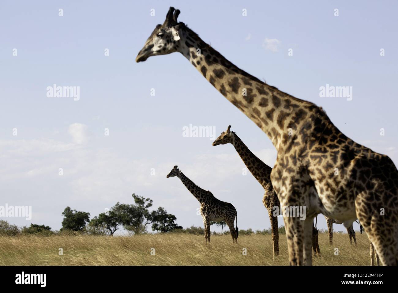Giraffes (Giraffa camelopardalis tippelskirchii) line up in the Maasai Mara National Park, Kenya. Stock Photo