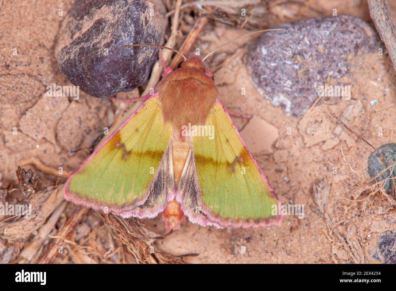Noctuid moth (Heliothis incarnata), Iran Stock Photo