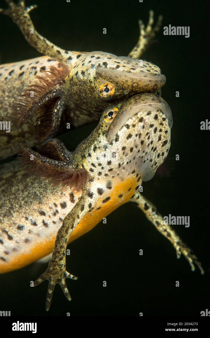 Wild Alpine Newt juvenile reflecting on the water surface (Ichthyosaura ...