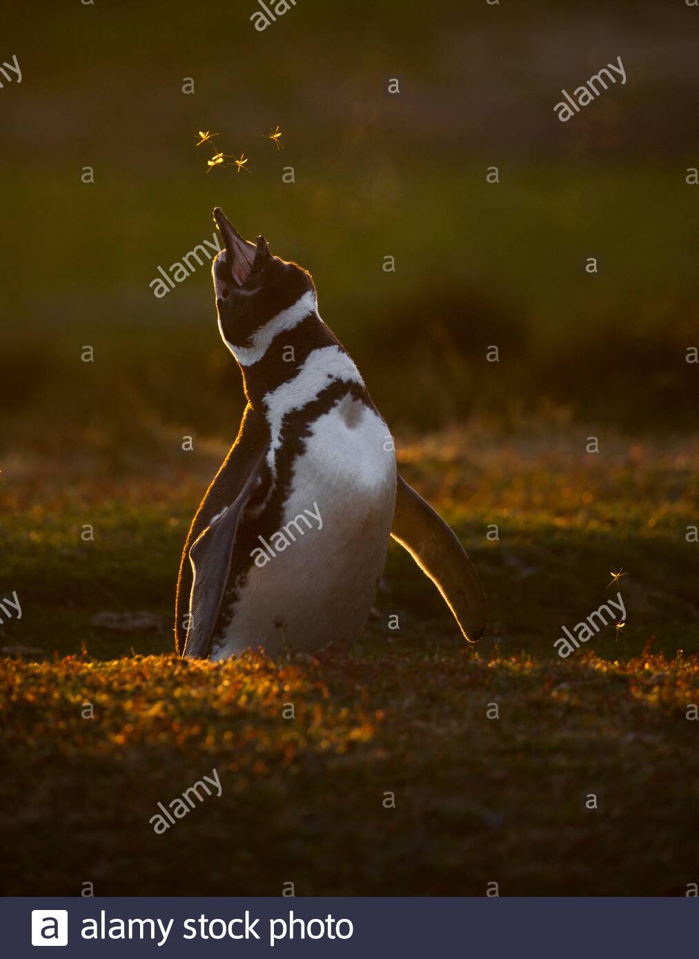 Magellanic penguin (Spheniscus magellanicus) at his nesting hole, Volunteer Point, East Falkland, Falklands Stock Photo