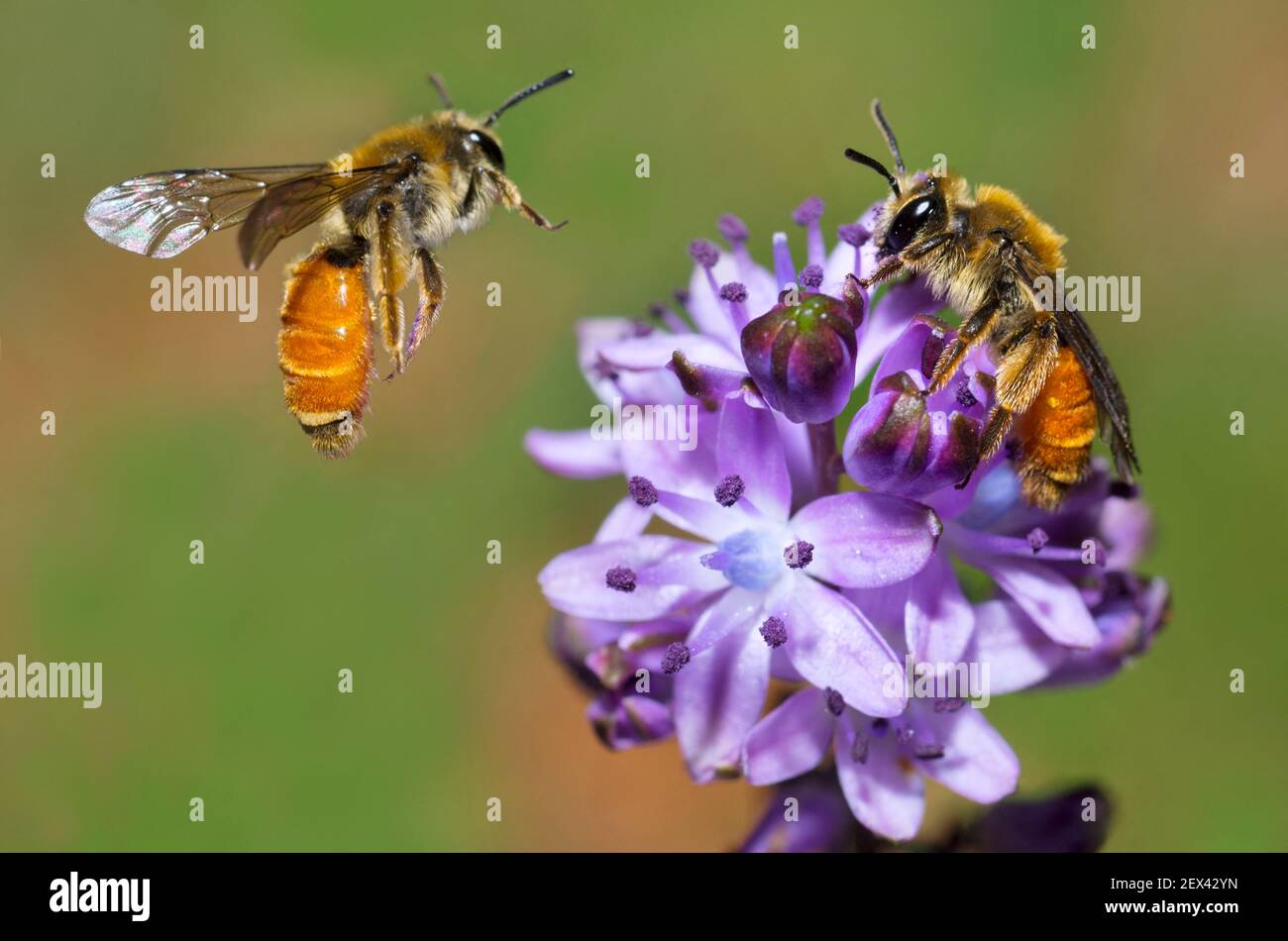 Mining bee (Andrena pellucens) female on Autumn Squill (Scilla autumnalis) Mont Ventoux, Provence, France Stock Photo
