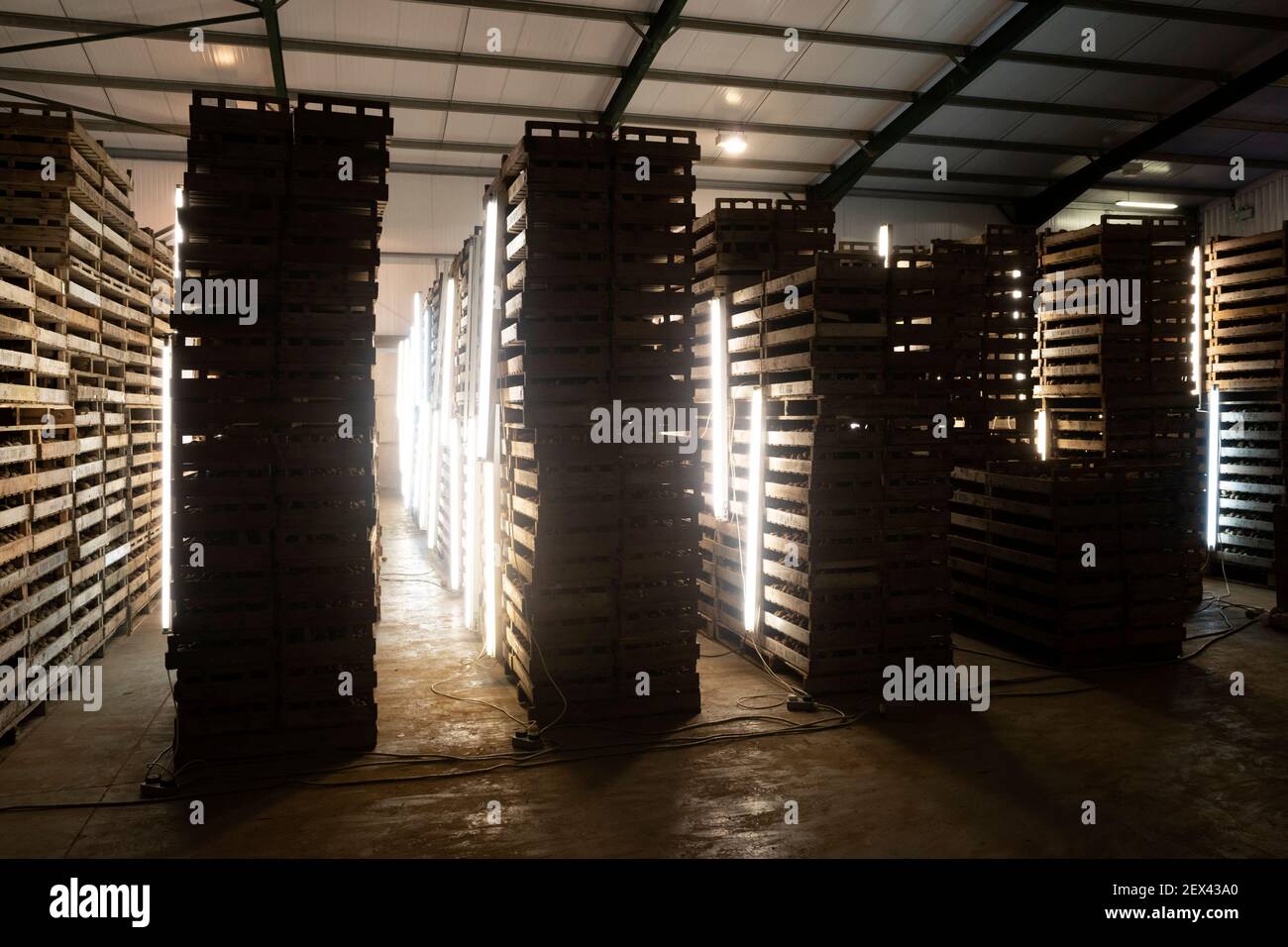 Seed potatoes stored under artificial light Stock Photo