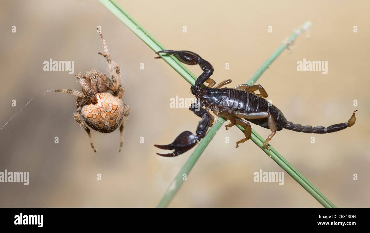 European yellow tailed scorpion euscorpius flavicaudis hires stock photography and images Alamy