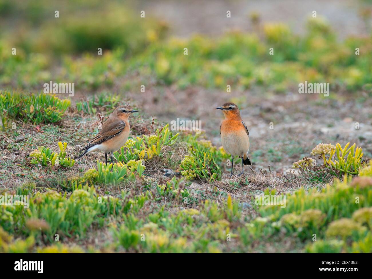 Northern wheatear (Oenanthe oenanthe) in Sea fennel (Crithmum maritimum), Brittany, France Stock Photo