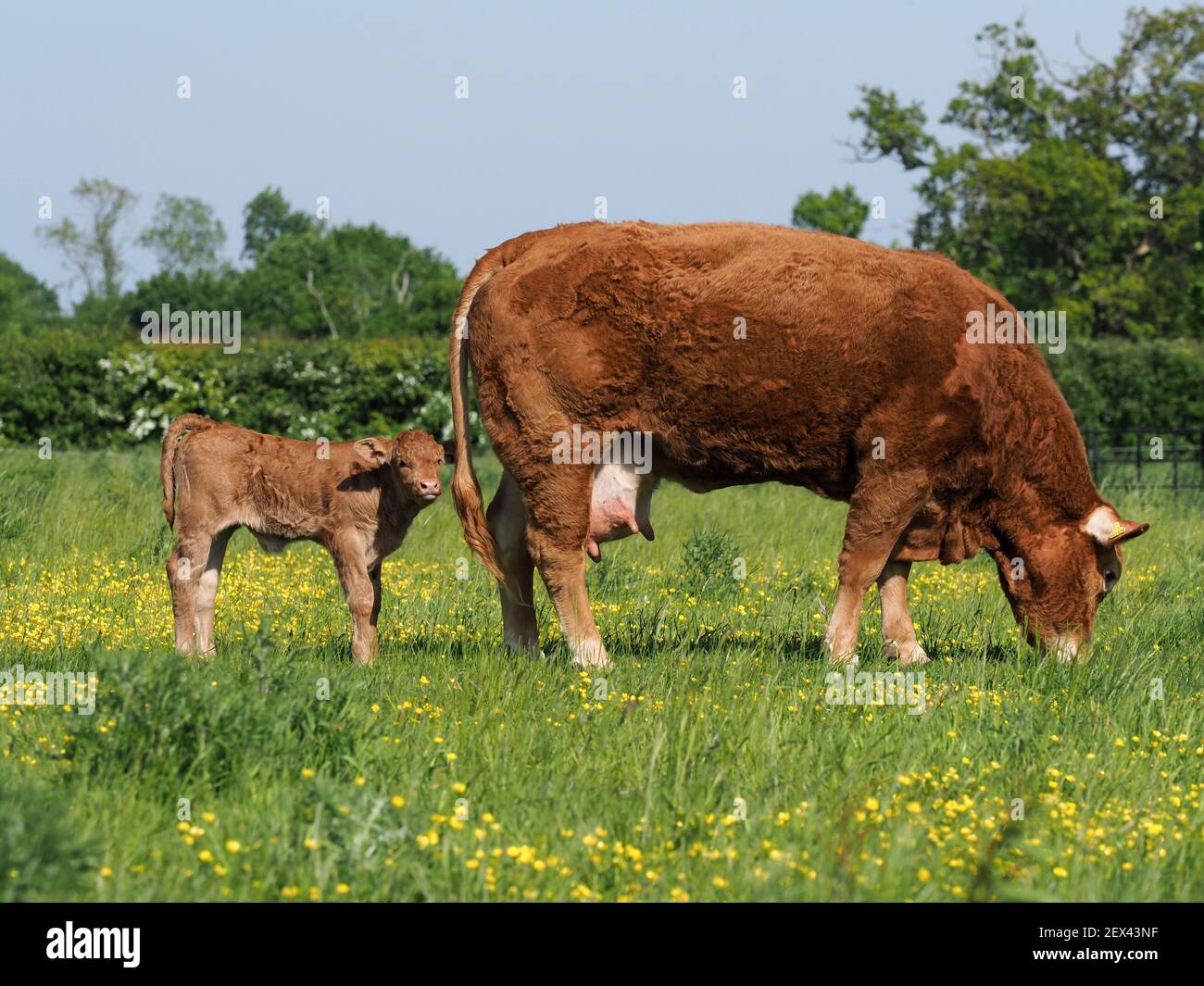 A rare breed cow and calf rest in a summer paddock Stock Photo - Alamy