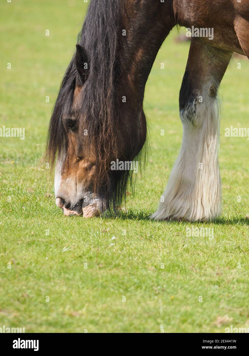 A close up of a Shire horse grazing short Summer grass. Stock Photo