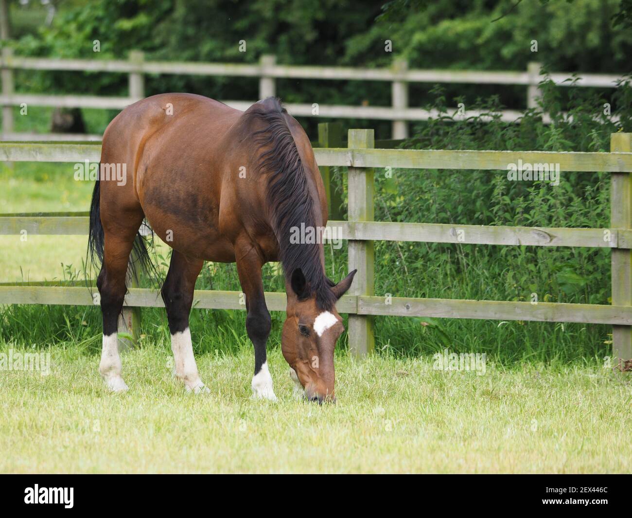 A pretty bay horse grazes in a summer paddock. Stock Photo
