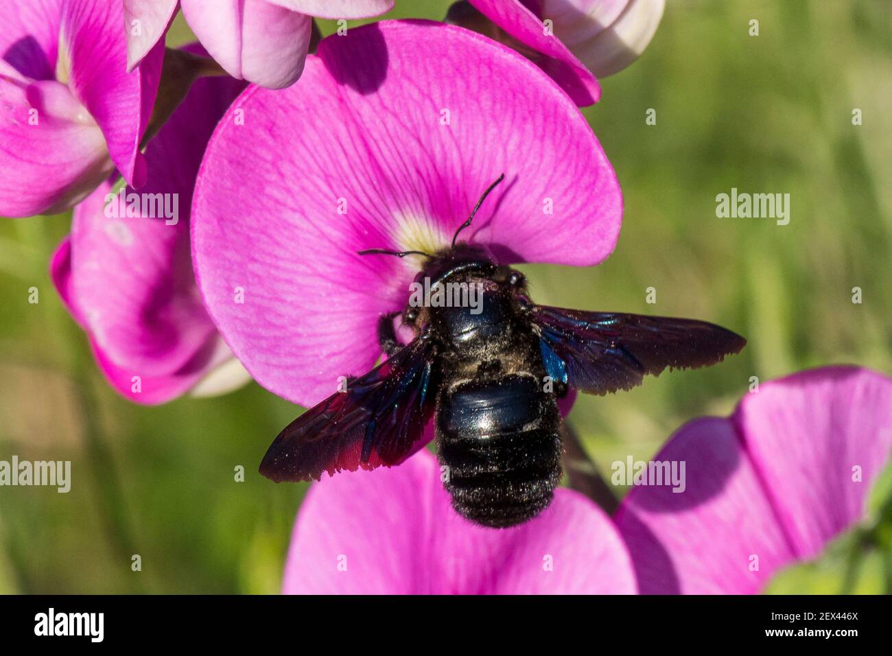 Carpenter Bee (Xylocopa violacea) on Fabacea flower, Burgundy, France Stock Photo