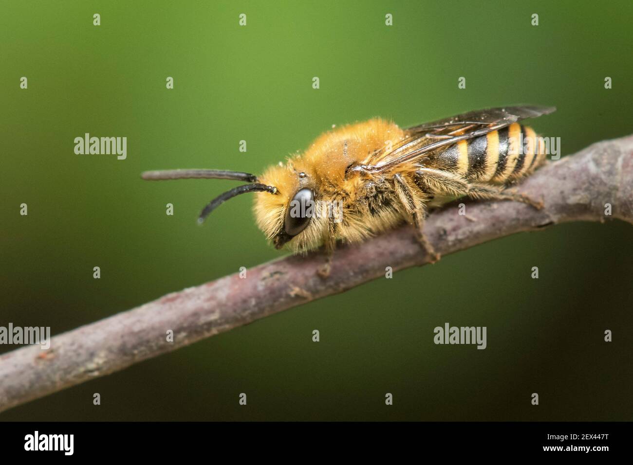 Ivy Bee (Colletes hederae) species of solitary bee making burrows in  villages, active at the end of September, Lorraine, France Stock Photo -  Alamy