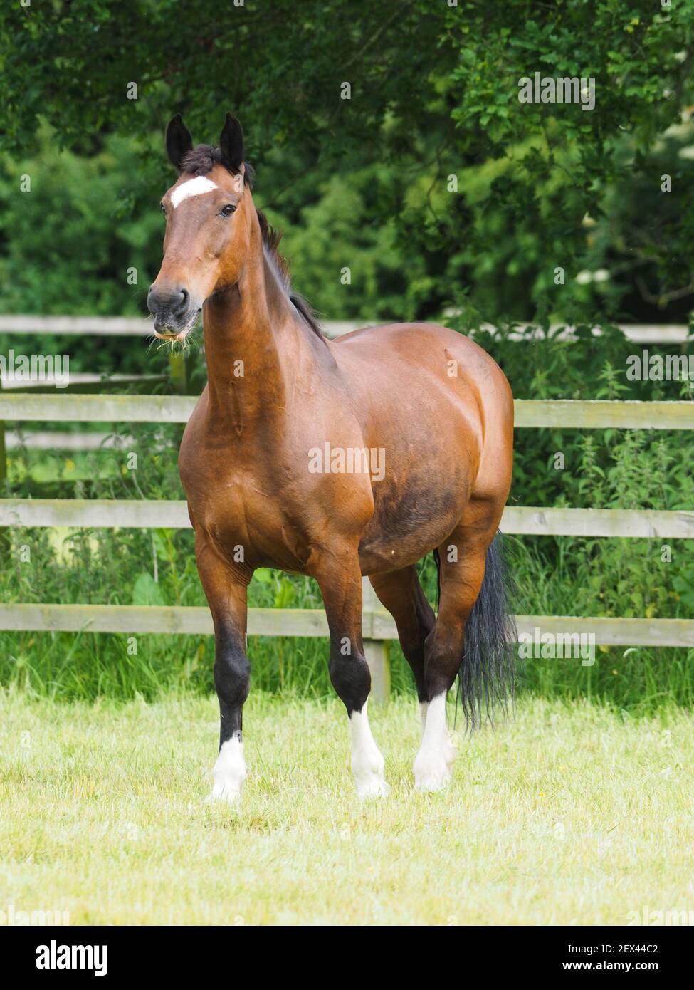 A pretty bay horse stands in a summer paddock. Stock Photo