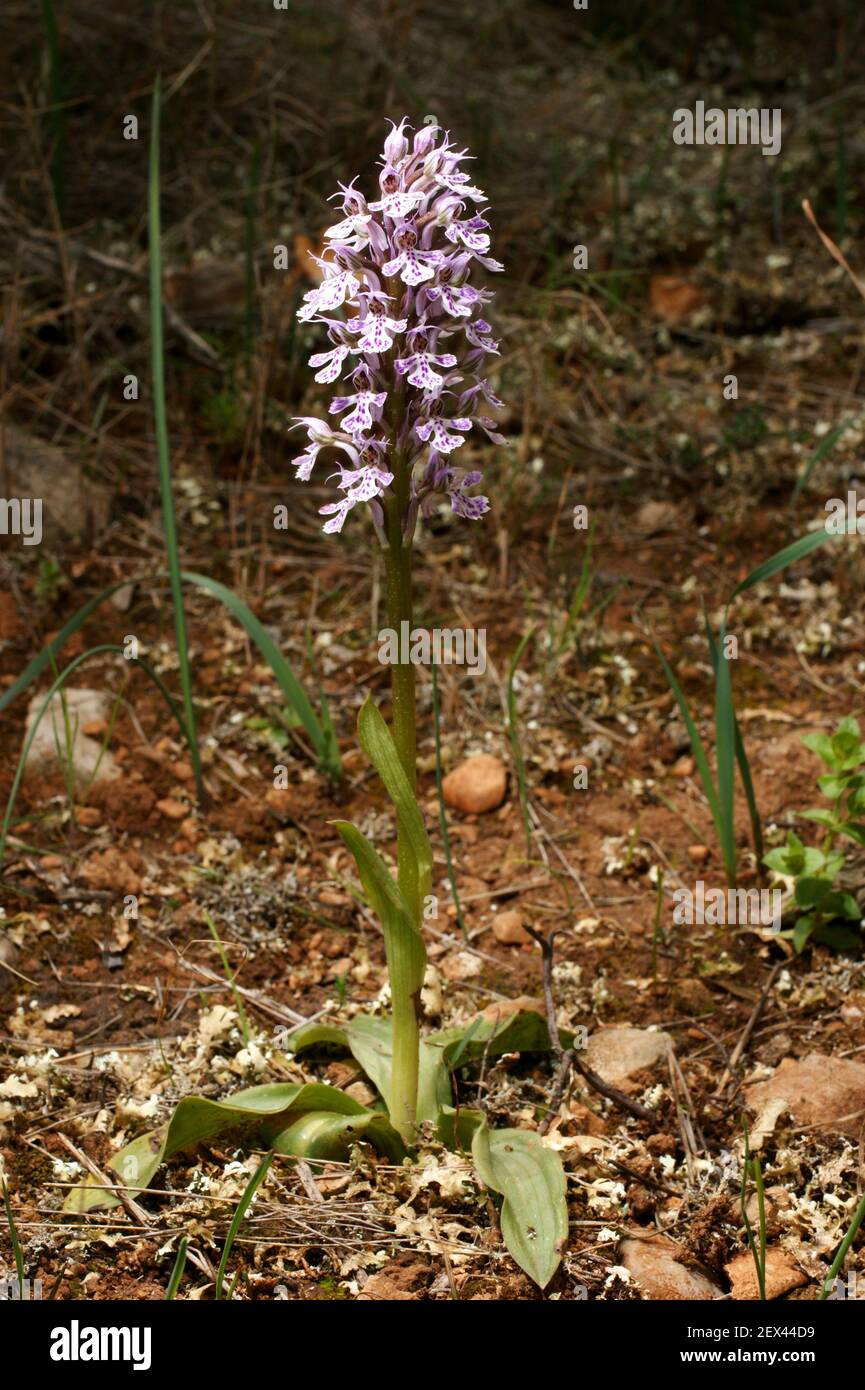 Flowering plant of the milky orchid, Neotinea lactea, Orchis lactea, on Majorca, Spain Stock Photo