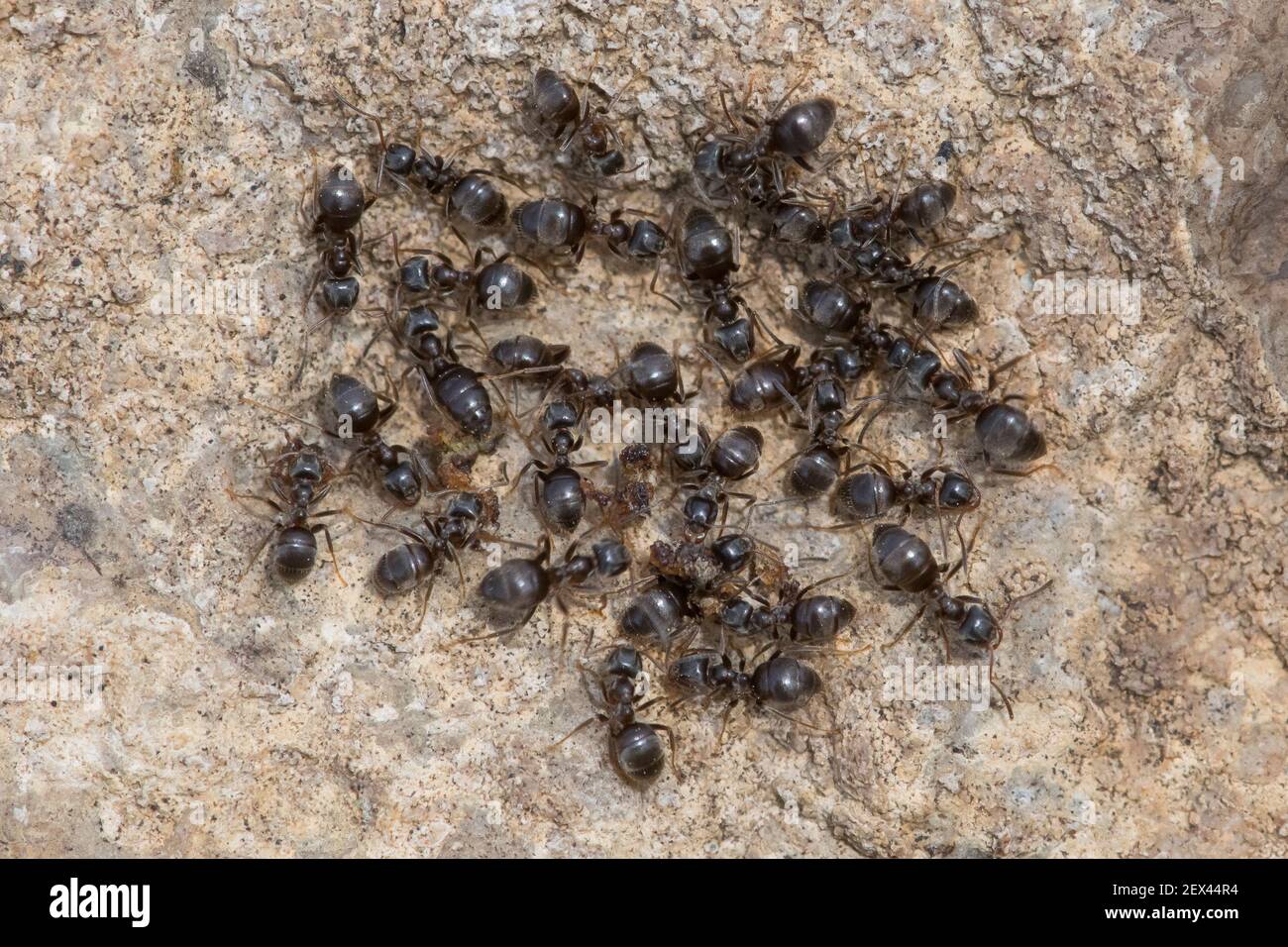 Ant passage hi-res stock photography and images - Alamy