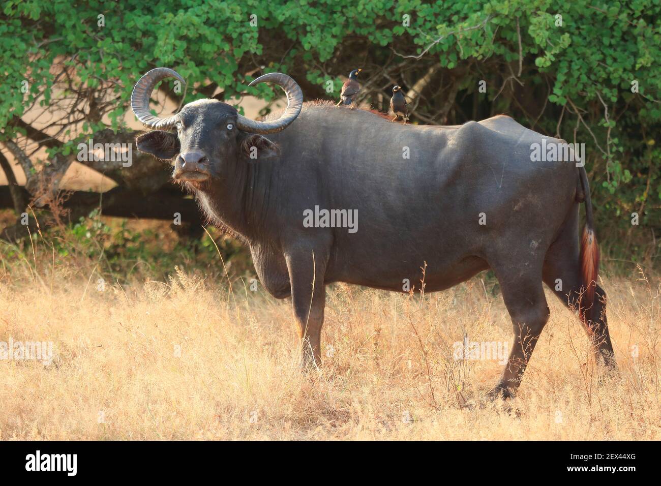 Asian water buffalo (Bubalus arnee) male in Yala Park, Sri Lanka Stock Photo