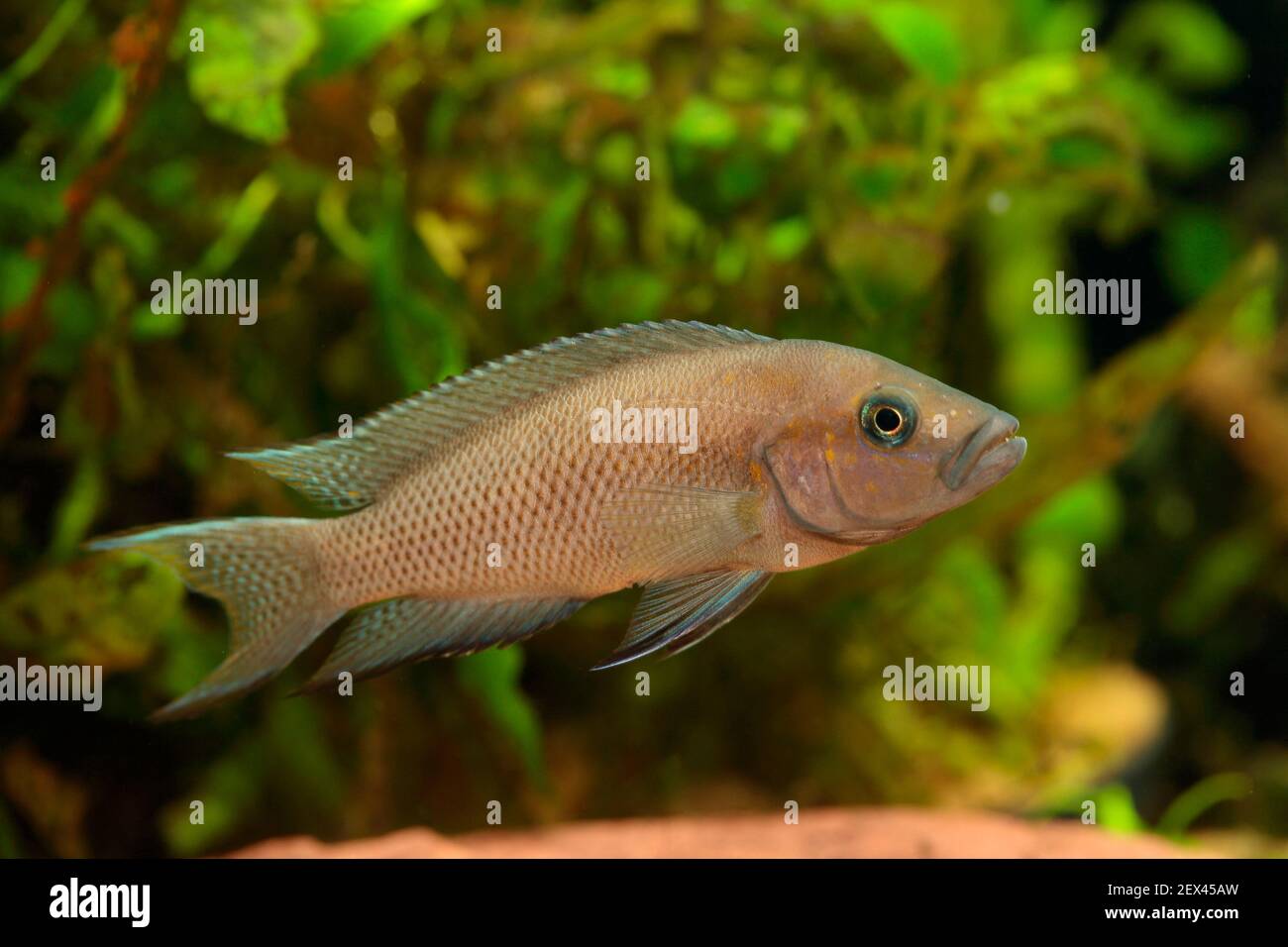 Neolamprologus (Neolamprologus falcicula) male in aquarium Stock Photo