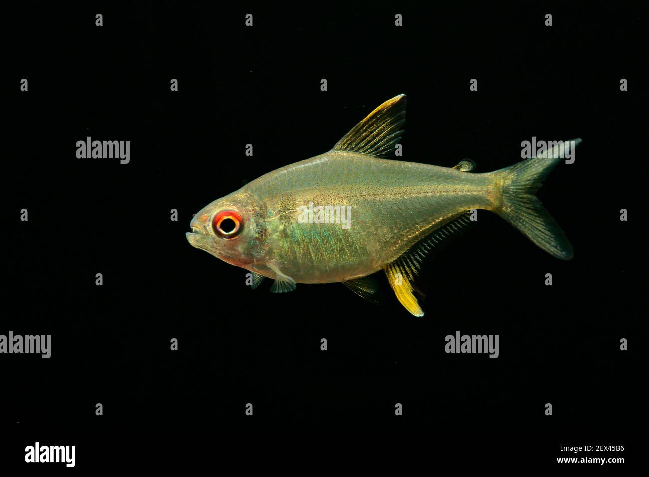 Lemon Tetra (Hyphessobrycon pulchripinnis) in aquarium in black