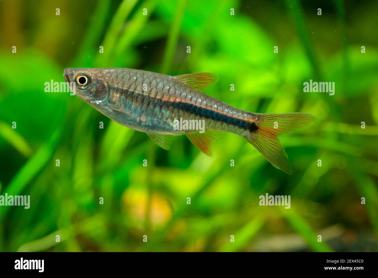 Red Cherry Rasbora (Rasbora lacrimula) in aquarium Stock Photo - Alamy