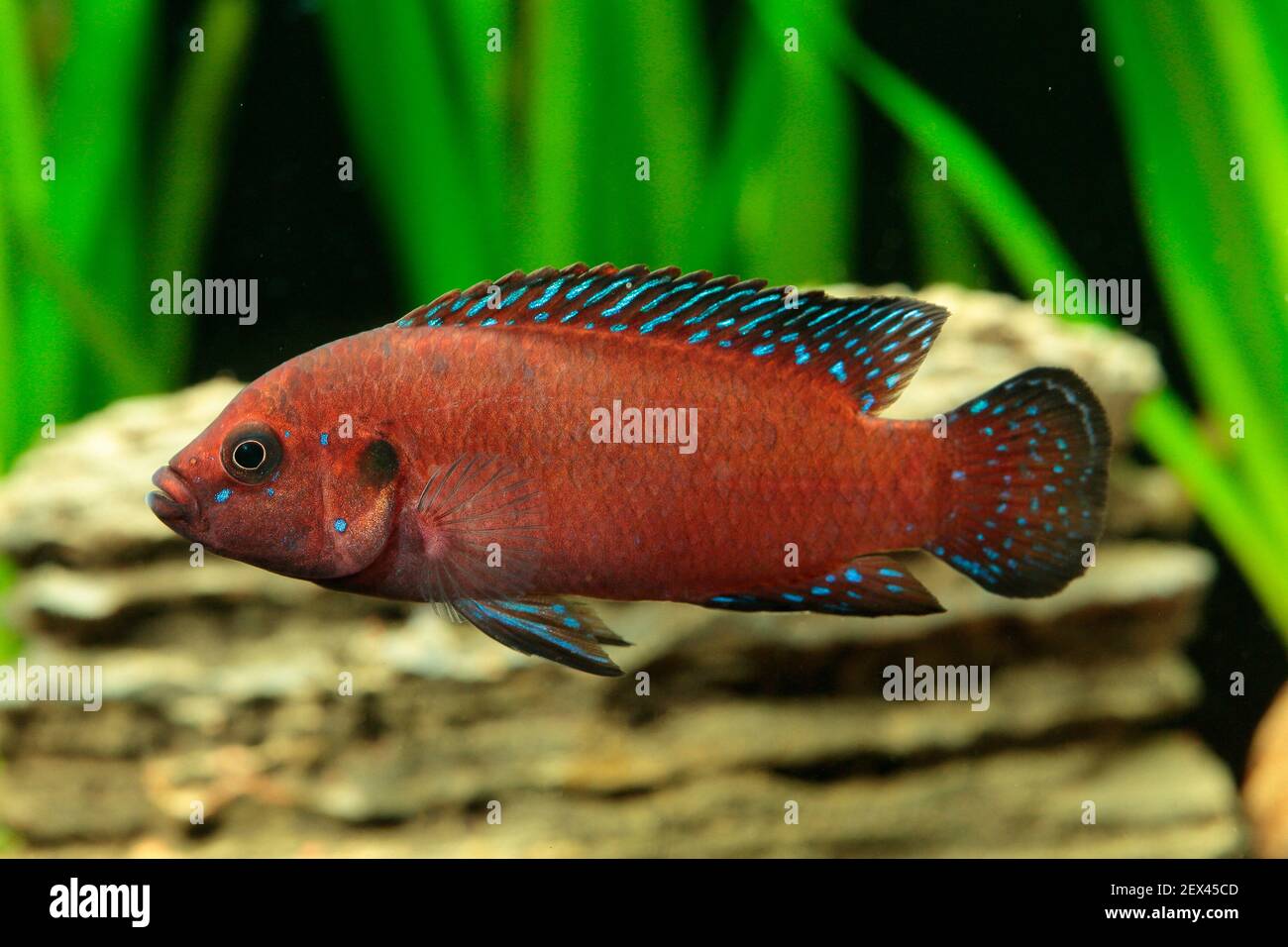 Turkana jewel cichlid (Hemichromis exsul) male in aquarium Stock Photo -  Alamy