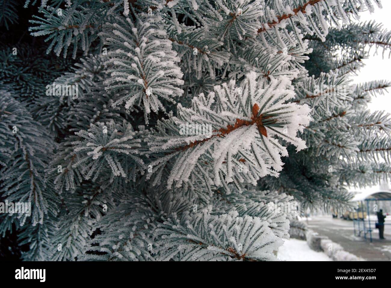 Branch of spruce covered with fluffy snow. Needles covered with hoarfrost. Stock Photo
