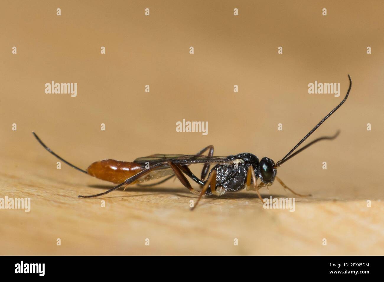 Seed moth Ichneumon (Venturia canescens), useful parasitoid very