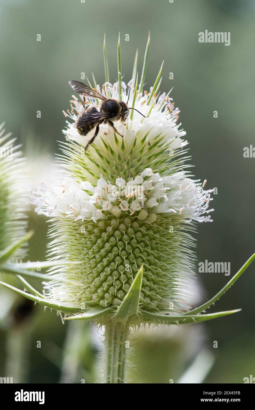 Cotton Bee (Anthidium manicatum) on Cut-leaved Teasel (Dipsacus laciniatus), Jardin des Plantes, Paris, France Stock Photo