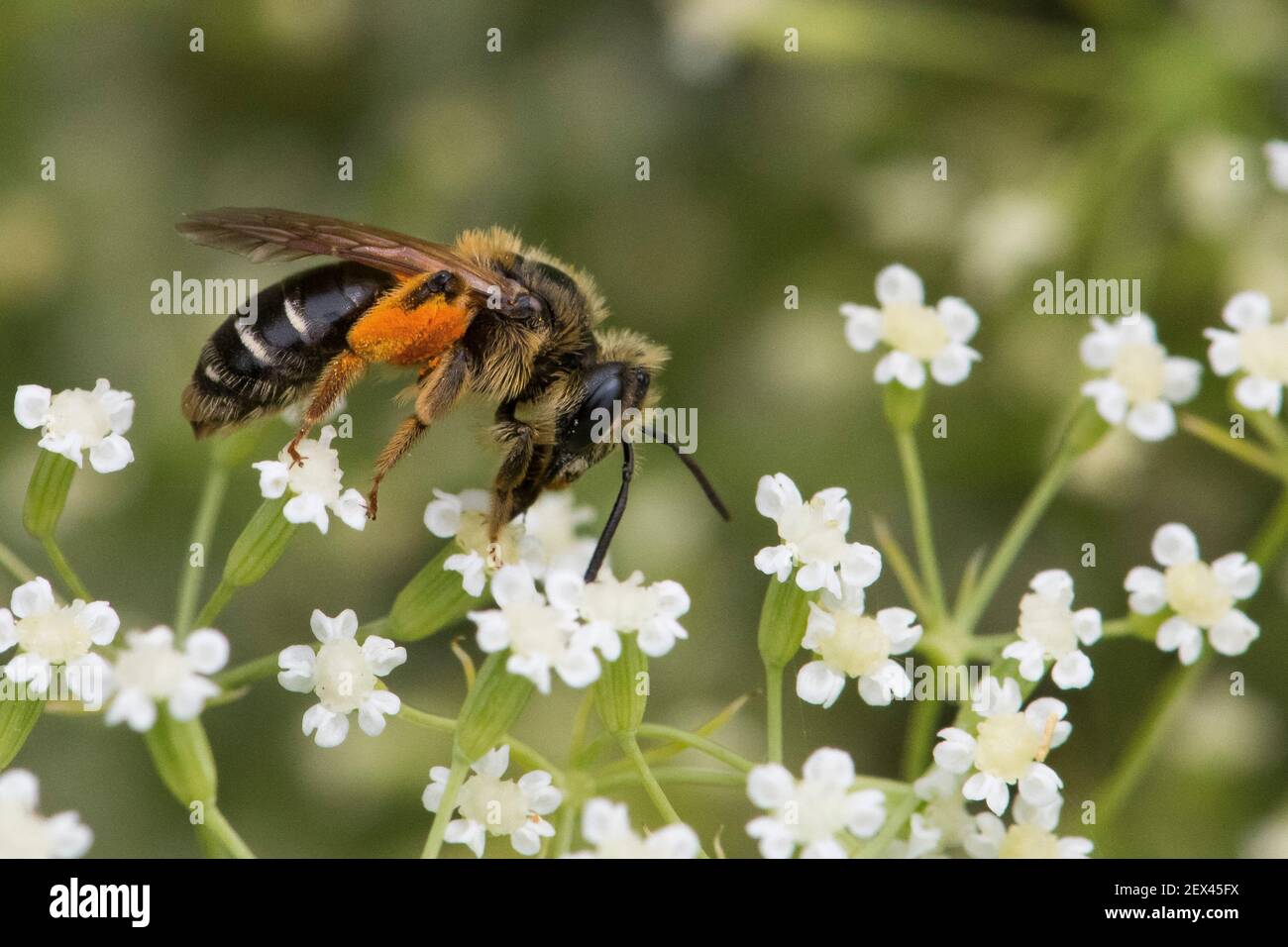 Yellow-legged Mining Bee (Andrena flavipes) on flower, burrowing species, Jardin des Plantes, Paris, France Stock Photo
