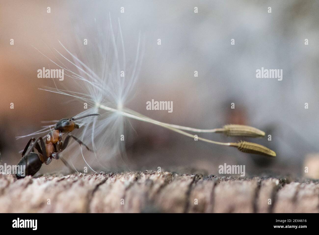 European Red Wood Ant (Formica polyctena) carrying dandelion achenes, Lorraine, France Stock Photo