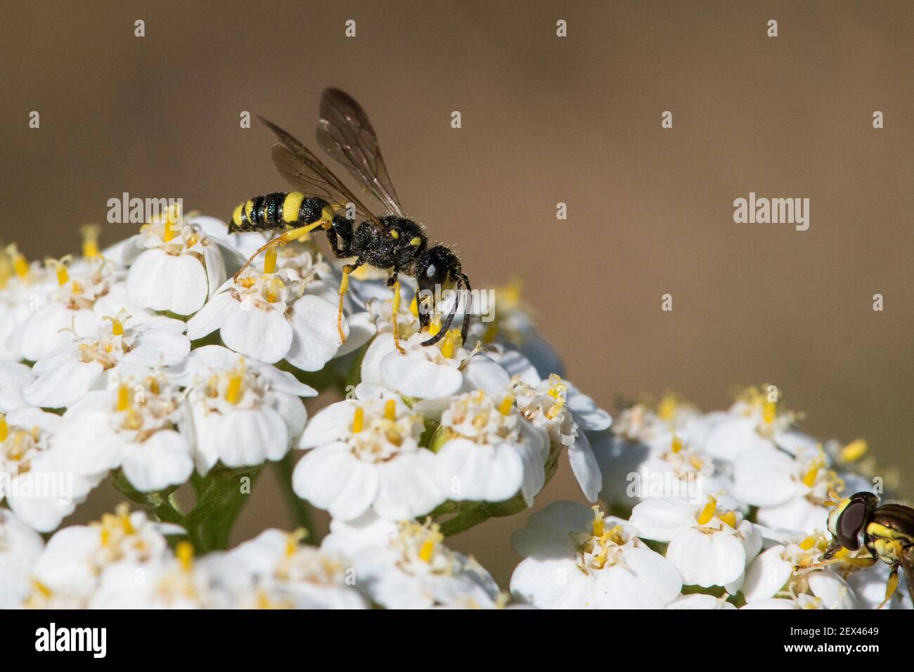 Digger wasp (Cerceris sp) on Milfoil (Achillea millefolium), Lorraine, France Stock Photo