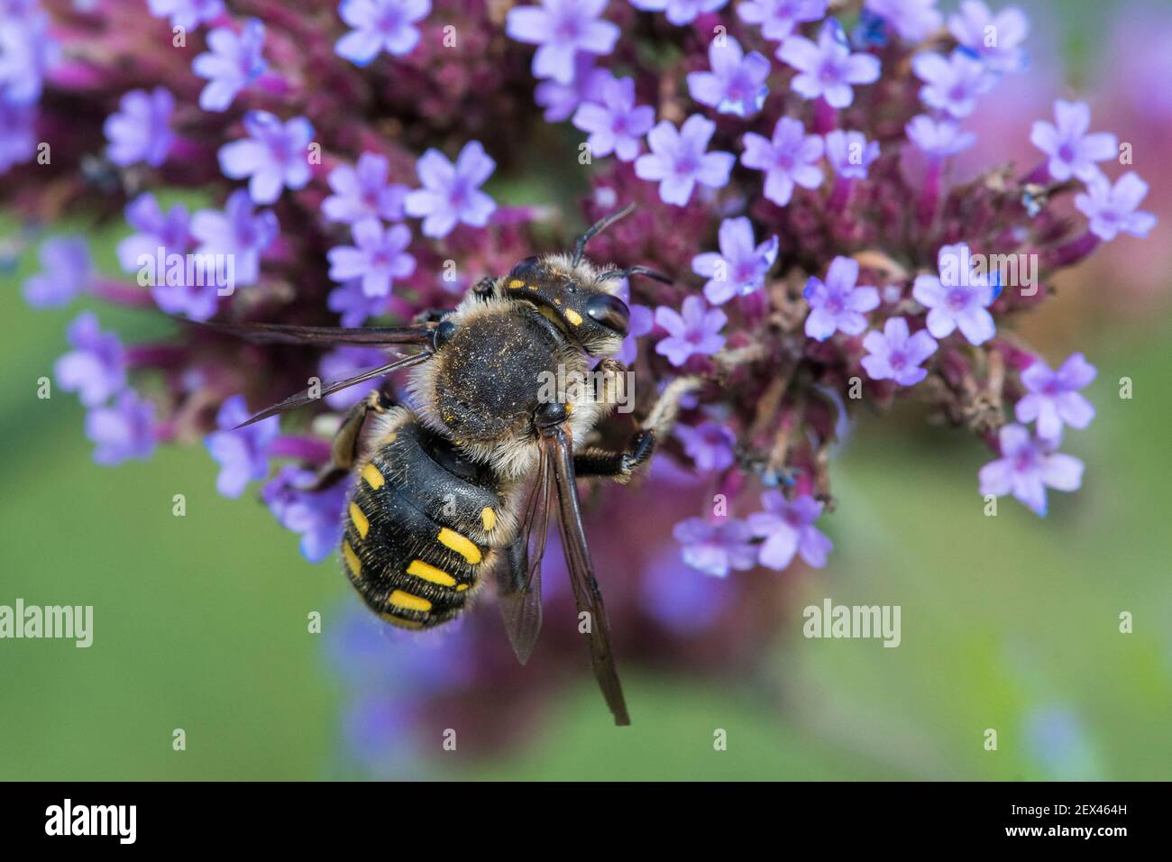 Cotton Bee (Anthidium manicatum) on Purpletop vervain (Verbena bonariensis), Jardin des Plantes, Paris, France Stock Photo