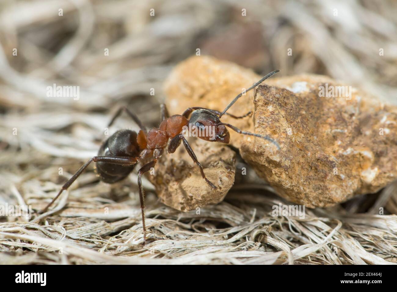 European Red Wood Ant (Formica polyctena) with pebble stone, Lorraine, France Stock Photo