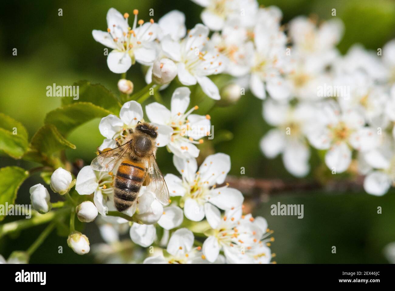 Honey bee (Apis mellifera) on St Lucie Cherry blossoms (Prunus mahaleb),  Lorraine, France Stock Photo - Alamy